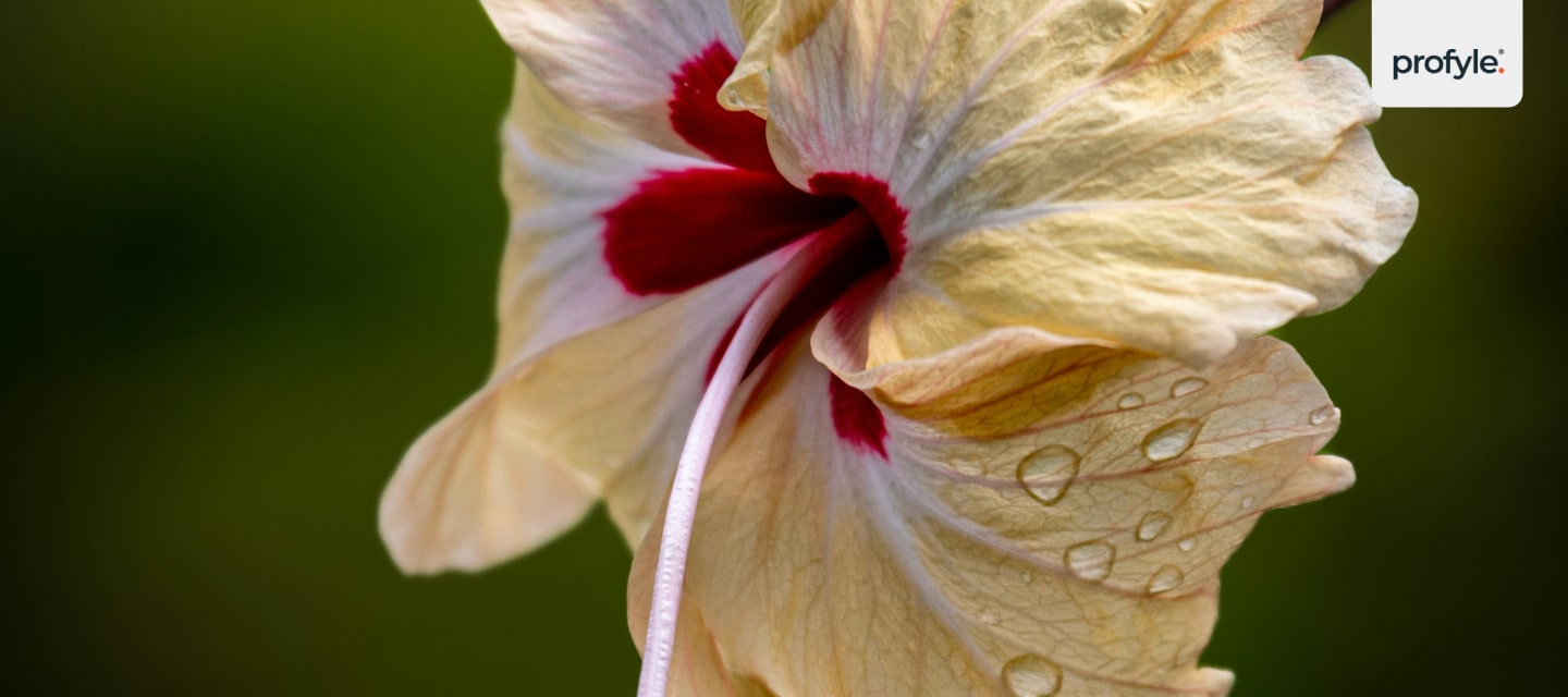 An image of a flower