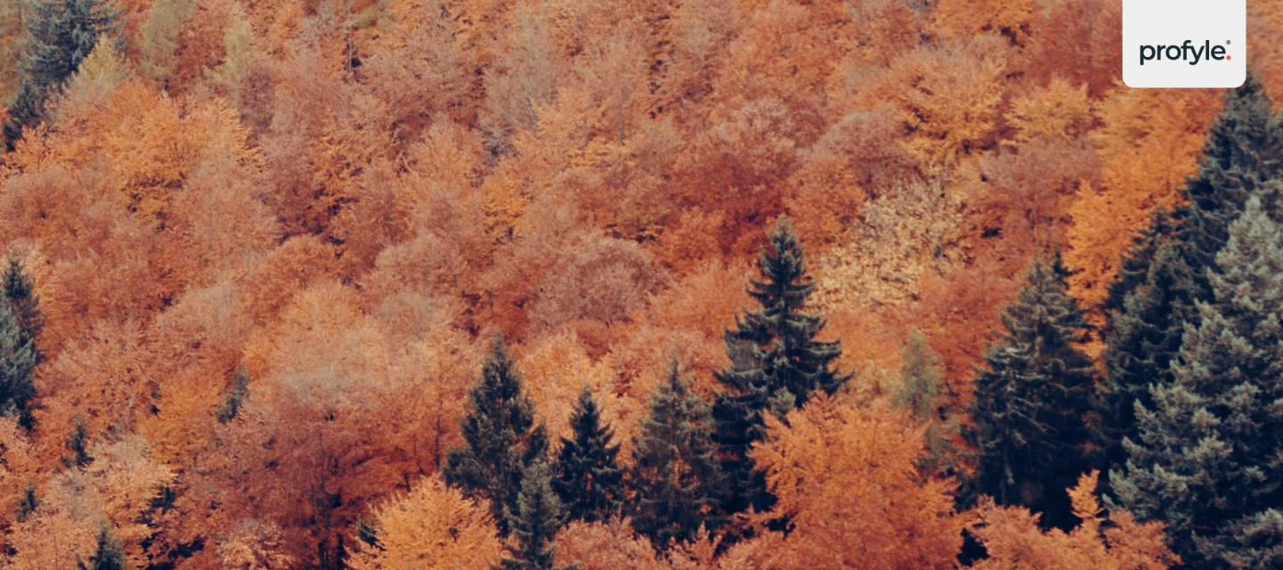 A healthy Northern European forest