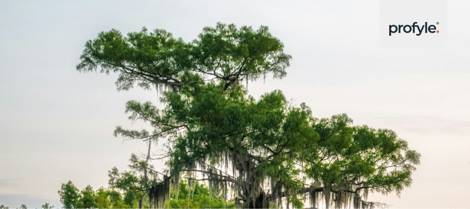 An image of an old tree